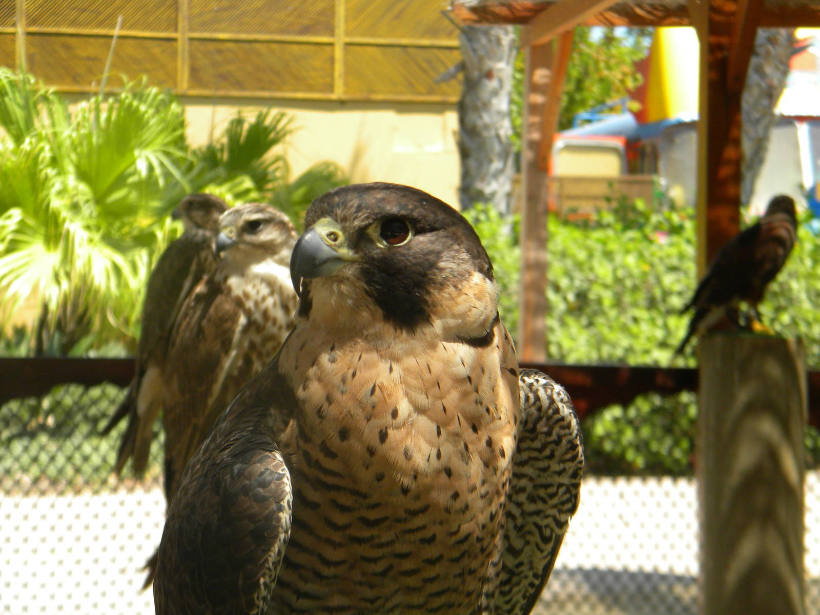 Peregrine Falcon at Terra Natura 29/07/11