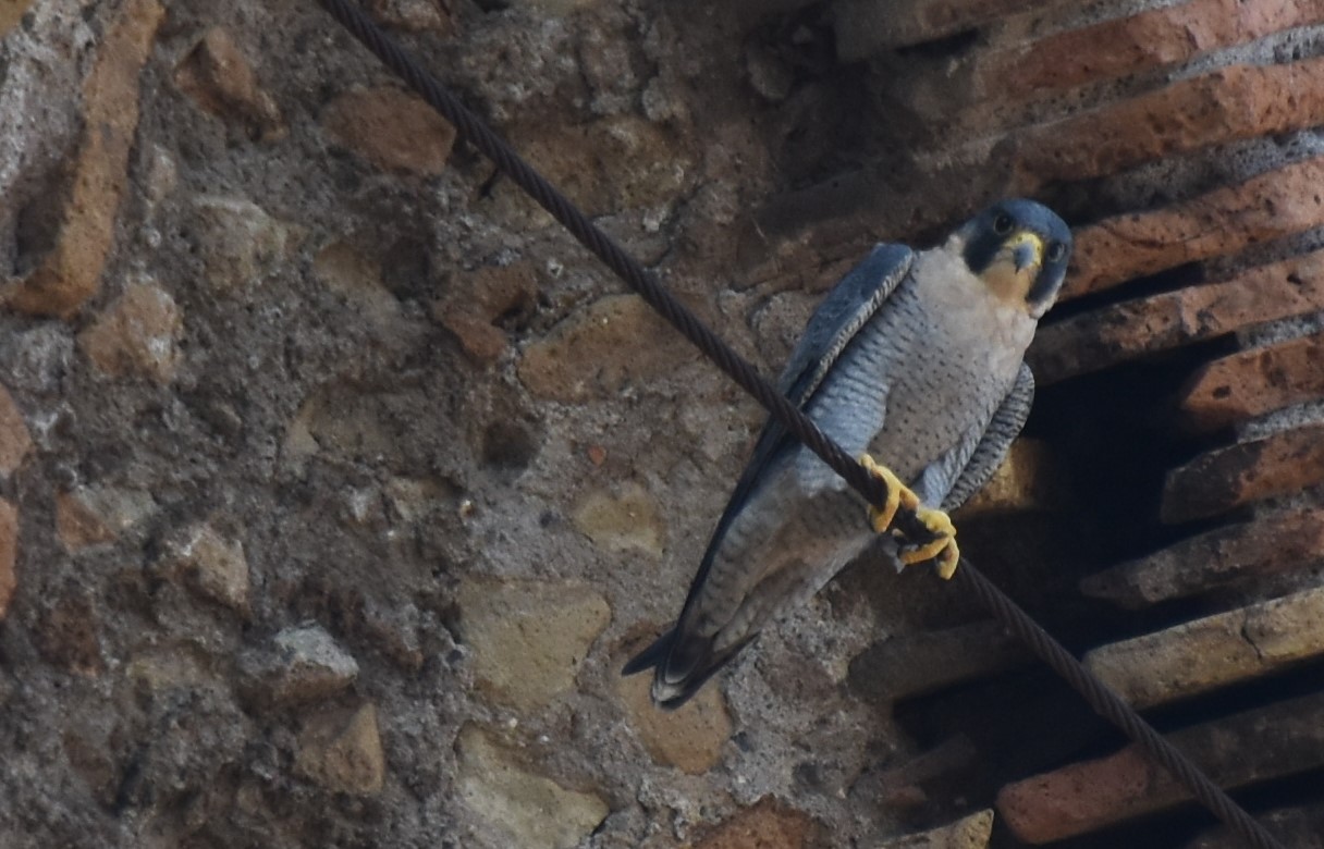 Peregrine falcon at the Baths of Caracalla