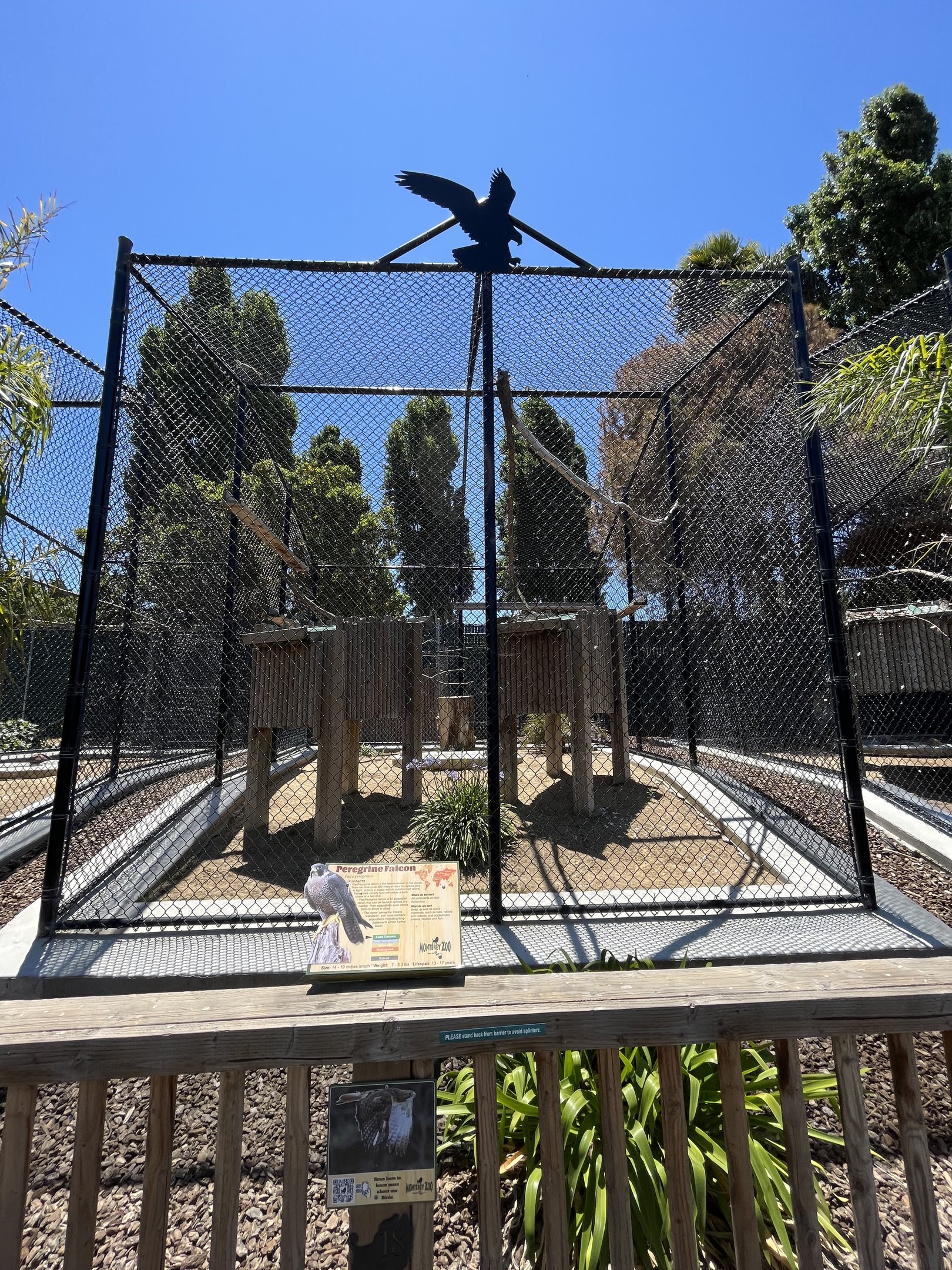 Peregrine Falcon Aviary - New