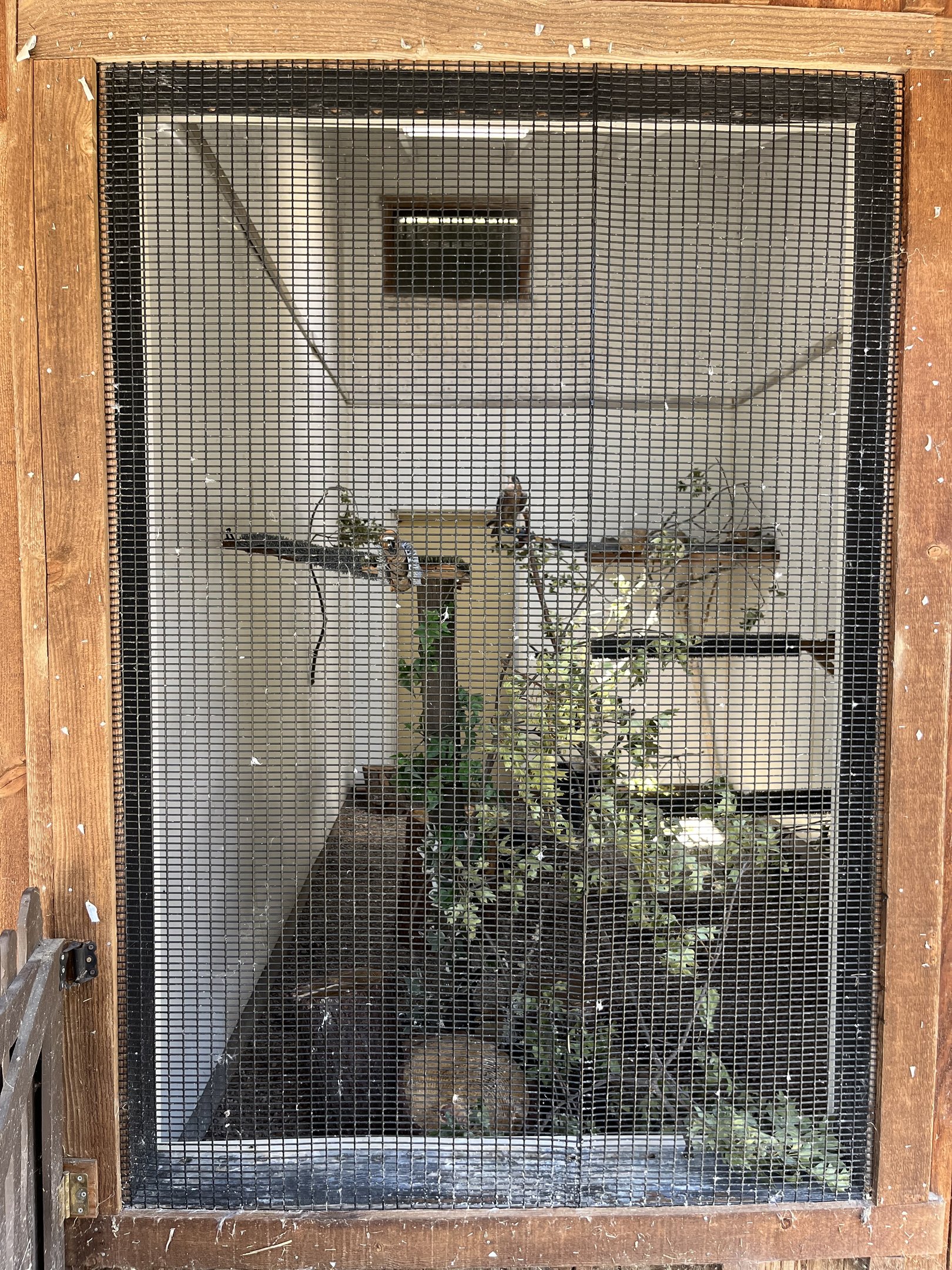 Peregrine Falcon Aviary