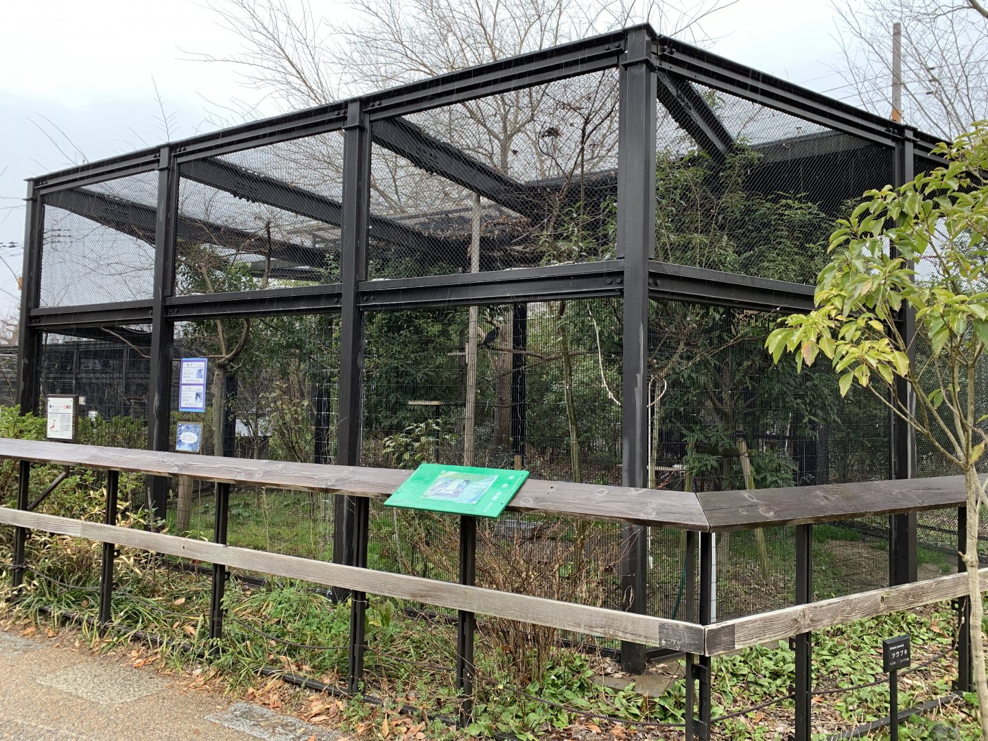 Peregrine Falcon Aviary