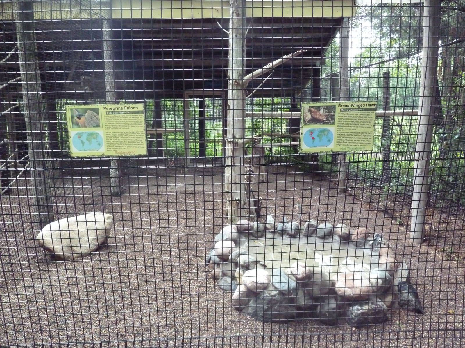 Peregrine Falcon/Broad-Winged Hawk Exhibit