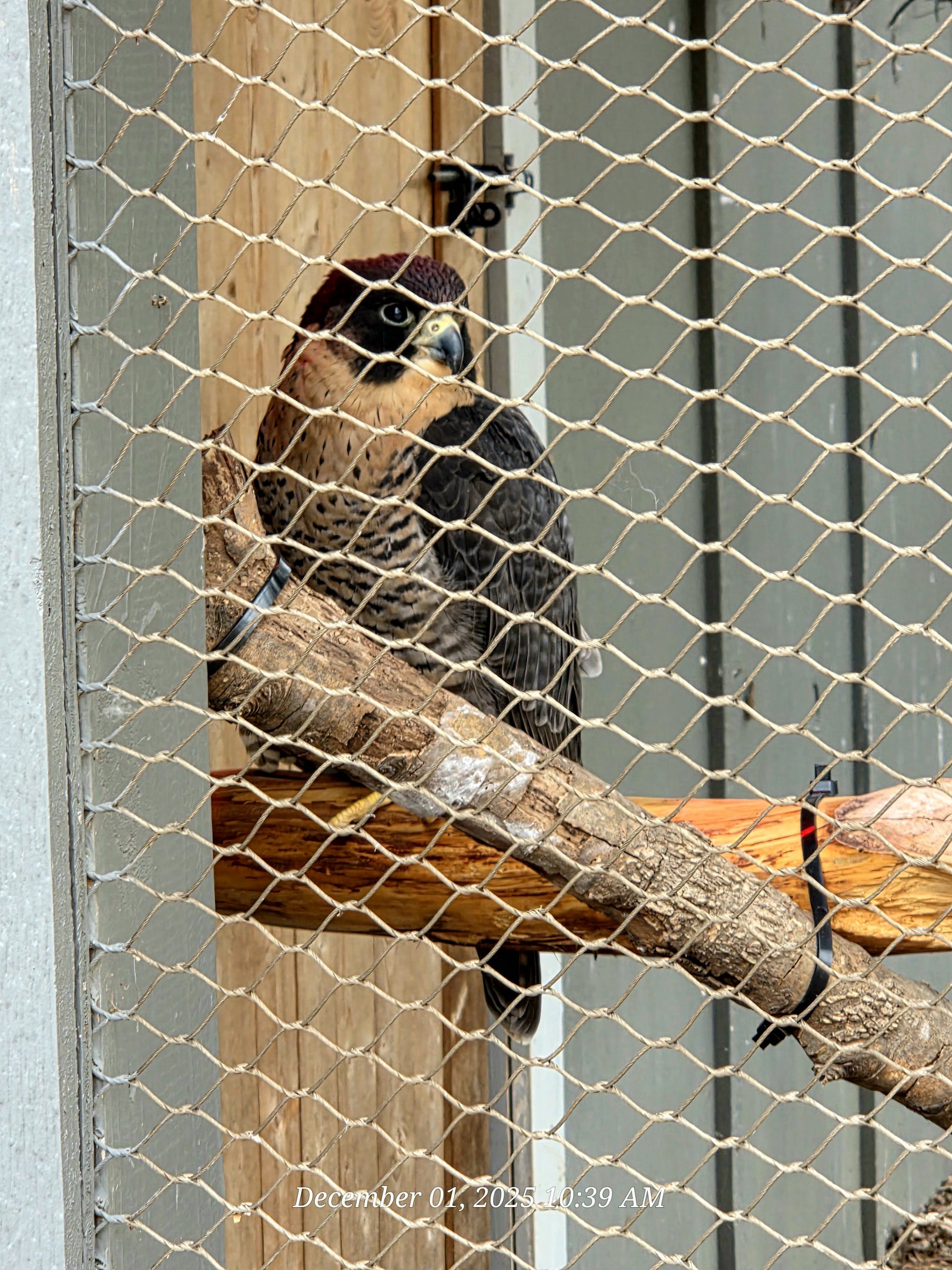 Peregrine Falcon - Cameron Park Zoo