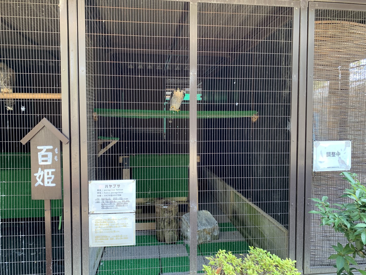 Peregrine Falcon Enclosure (Himeji City Zoo)