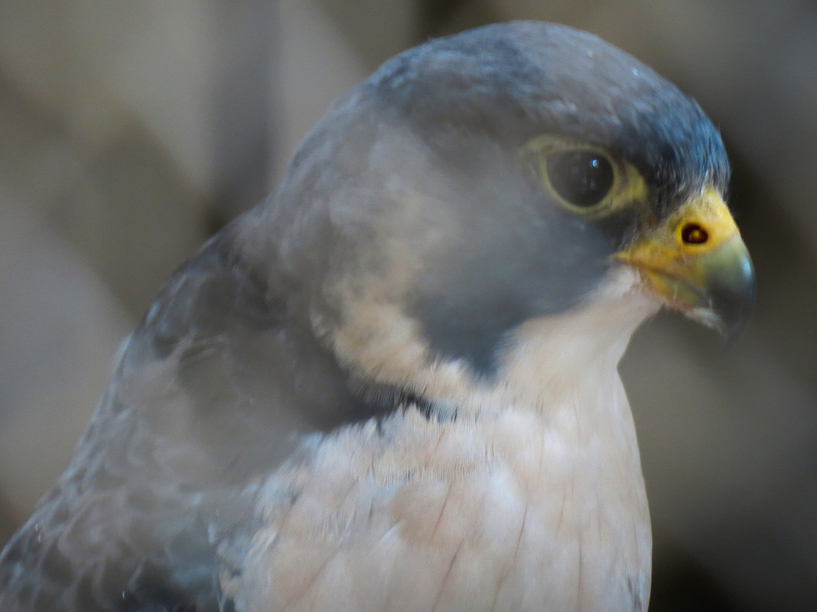 Peregrine Falcon Exhibit 1