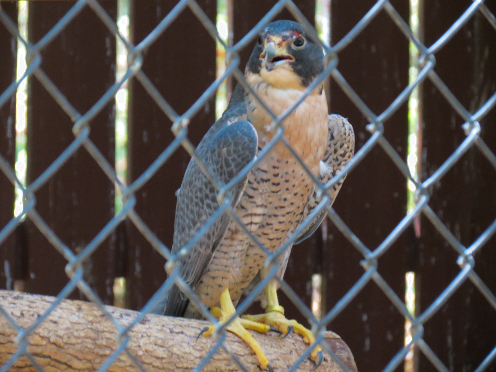 Peregrine Falcon Exhibit 2