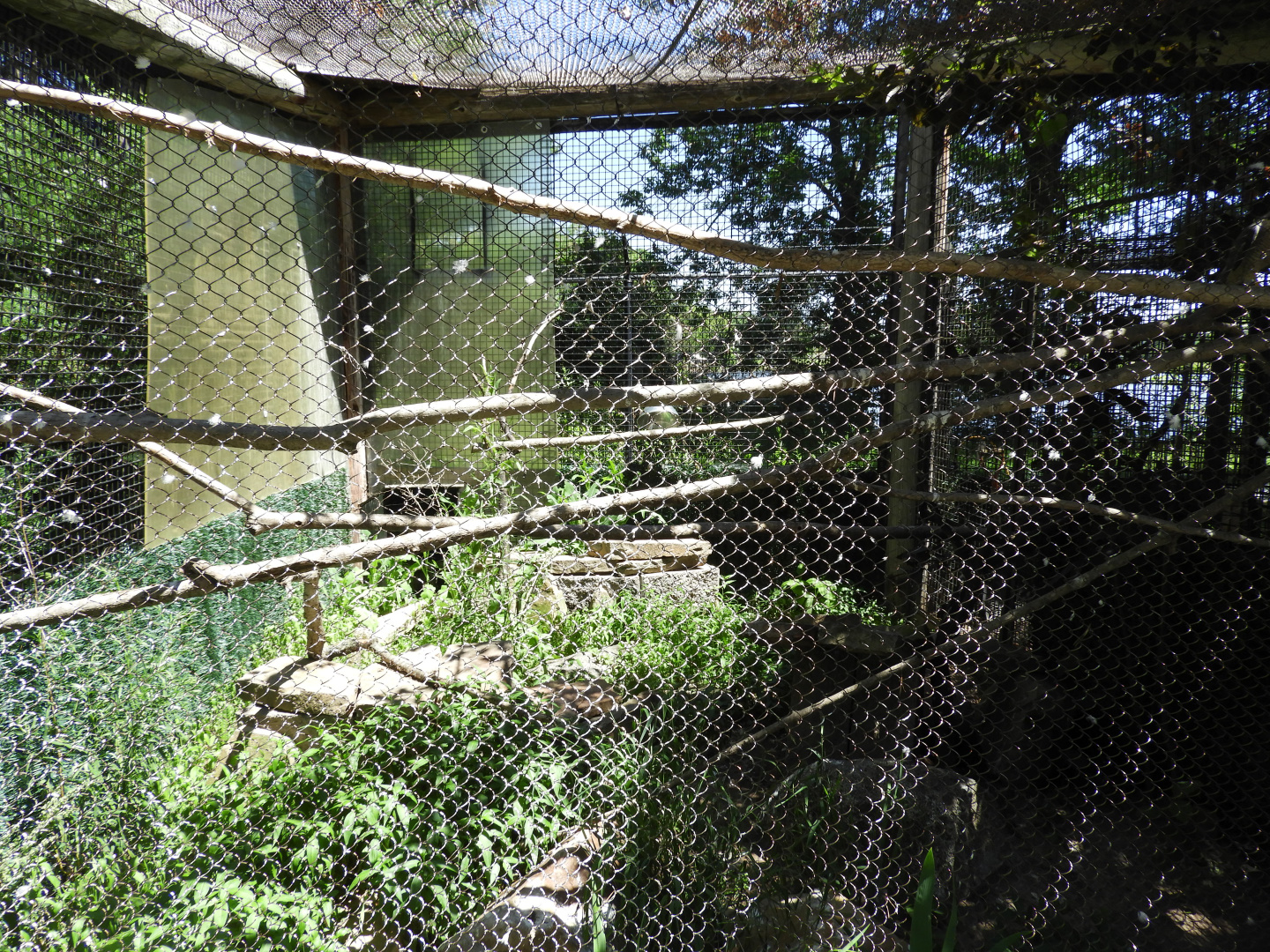 Peregrine Falcon exhibit - Wildwood Zoo
