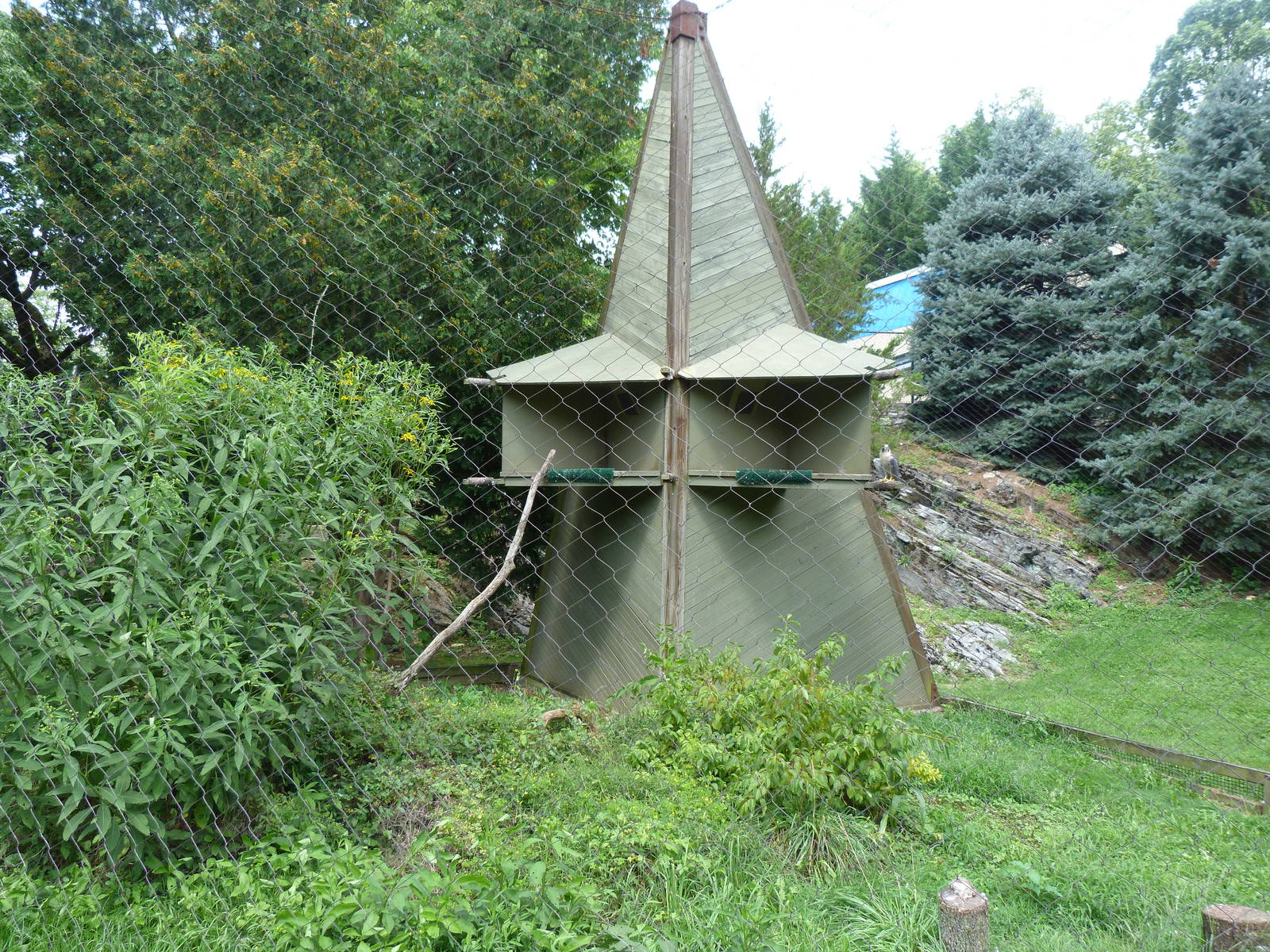 Peregrine Falcon Exhibit