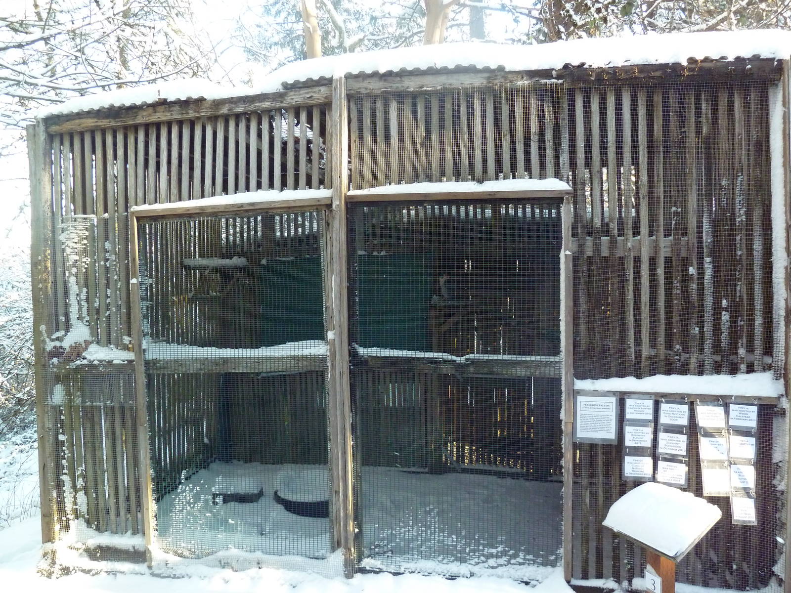 Peregrine Falcon Exhibit