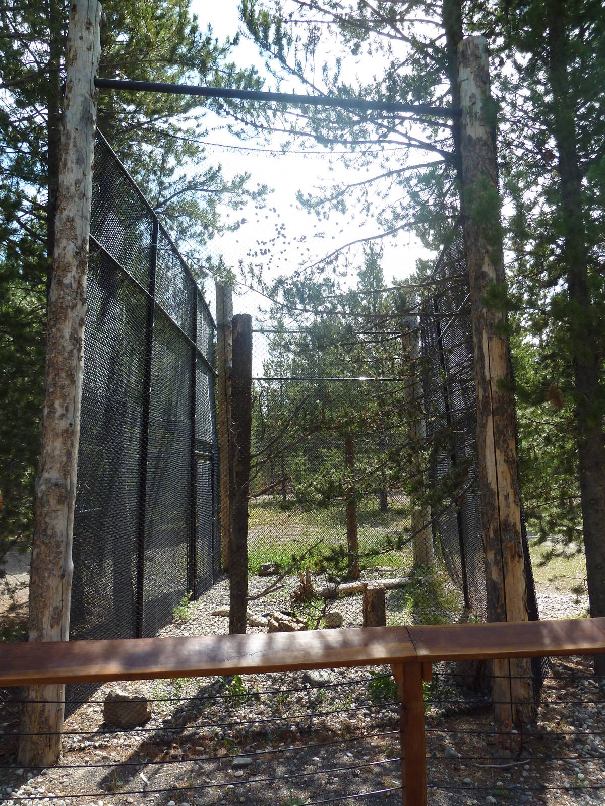 Peregrine Falcon Exhibit