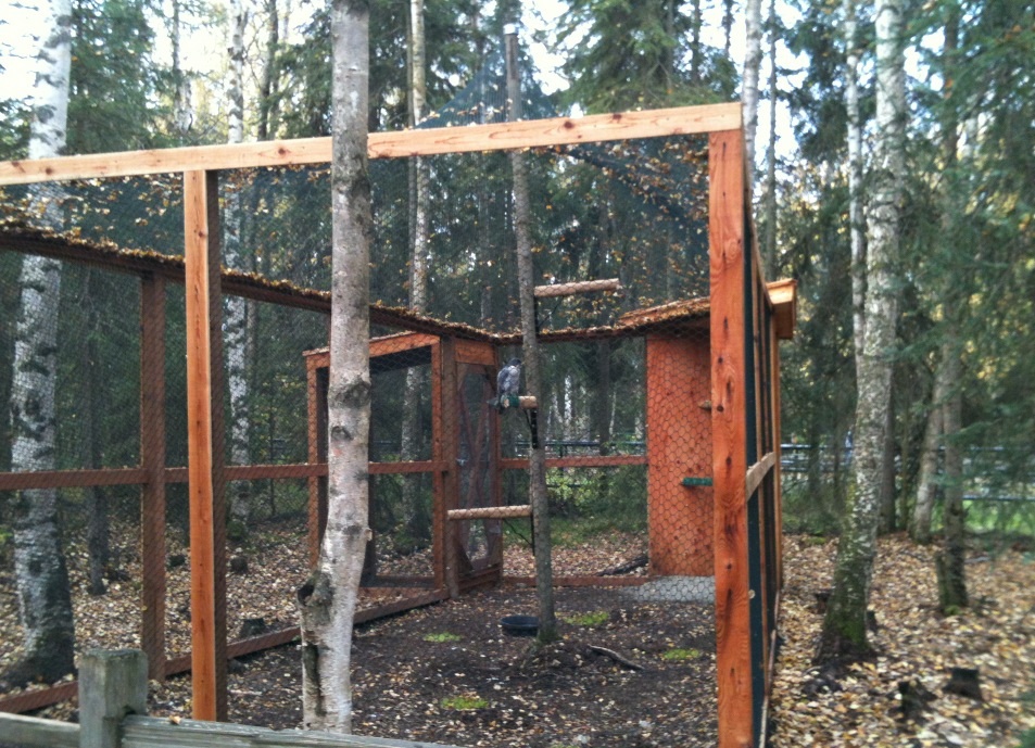 Peregrine Falcon Exhibit
