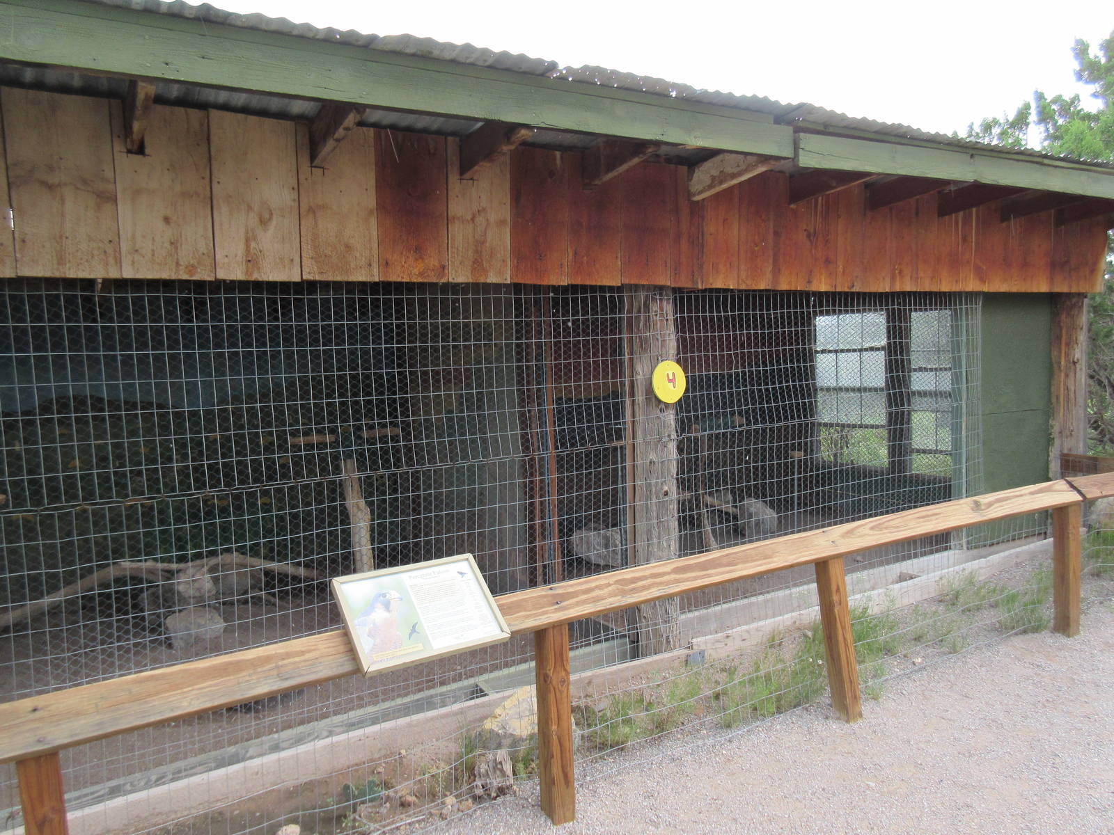 Peregrine Falcon Exhibit