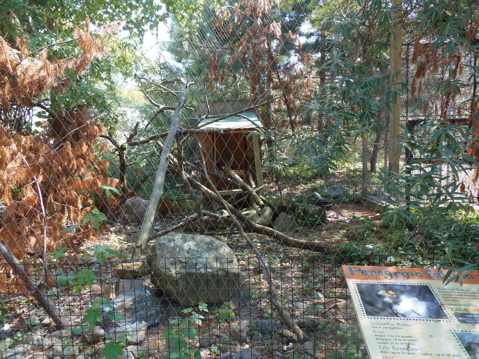 Peregrine Falcon Exhibit