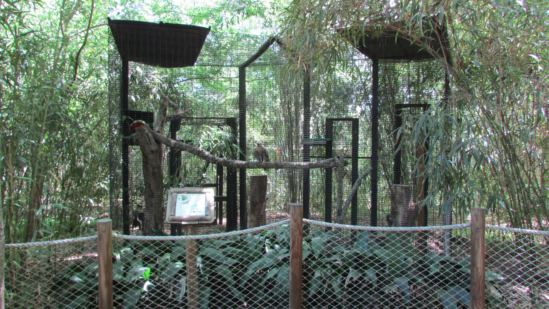 Peregrine Falcon Exhibit
