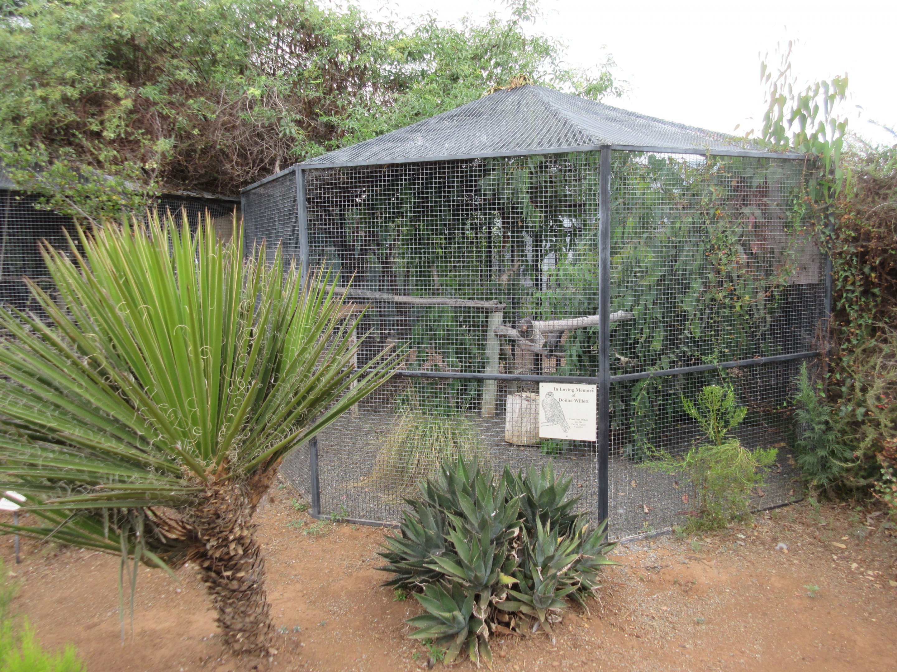 Peregrine Falcon Exhibit
