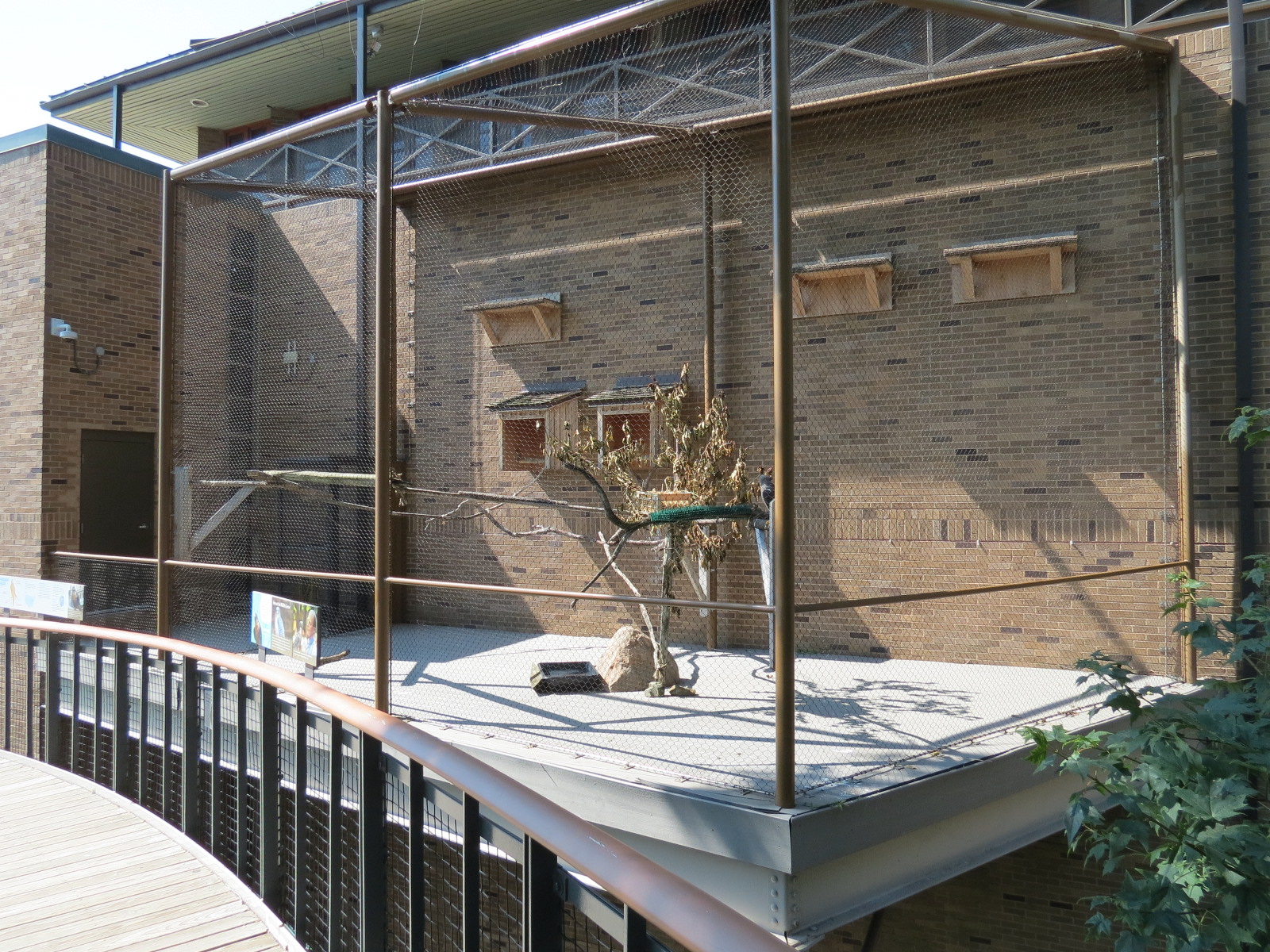 Peregrine Falcon Exhibit