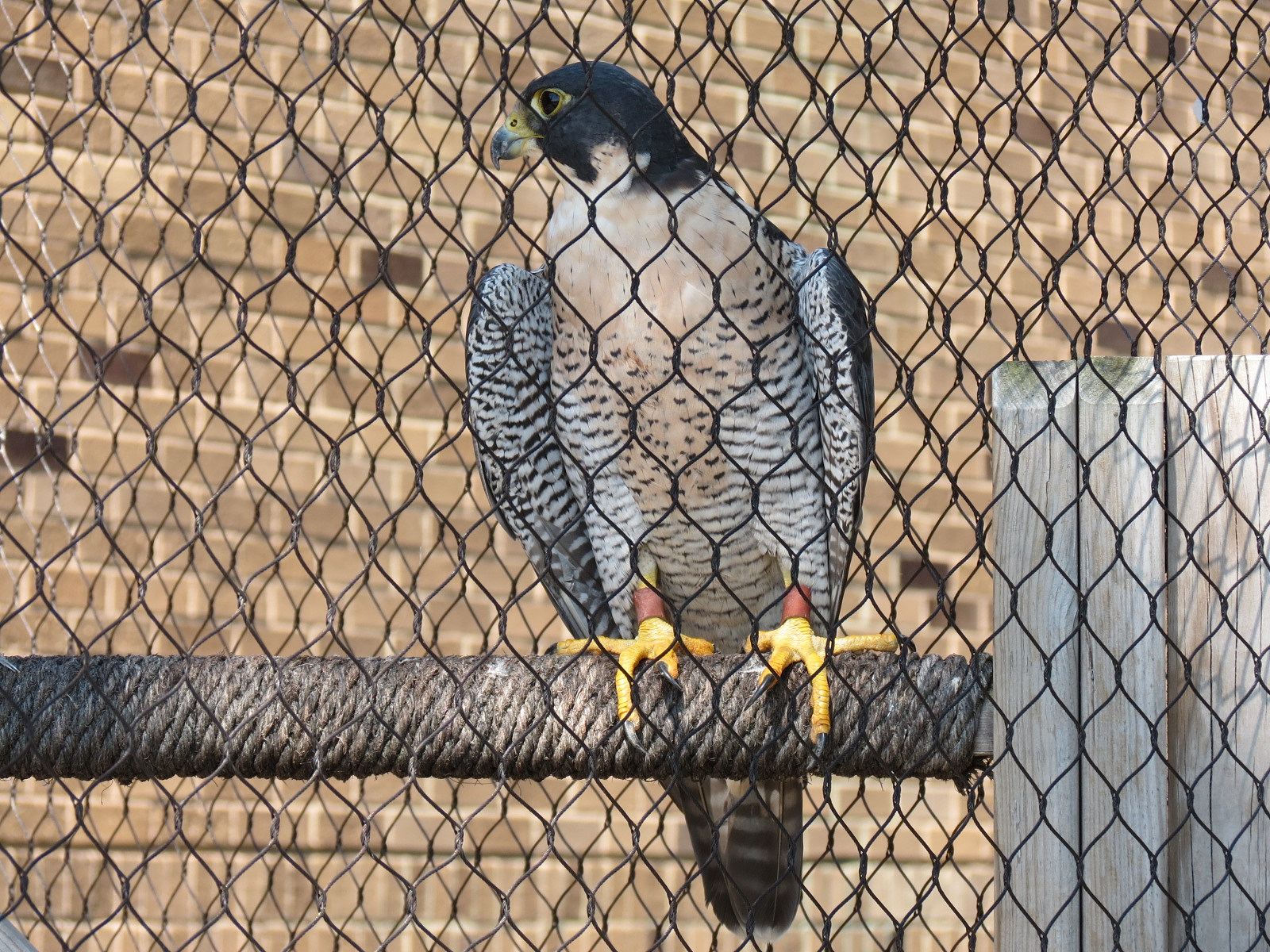 Peregrine Falcon Exhibit