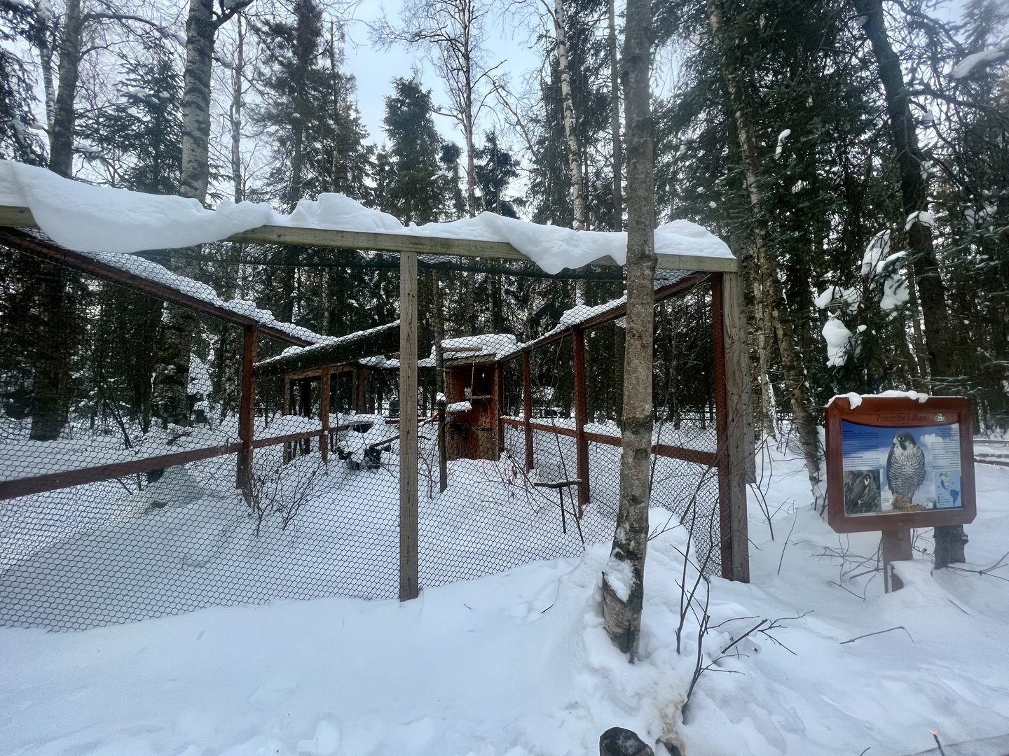 Peregrine Falcon Exhibit