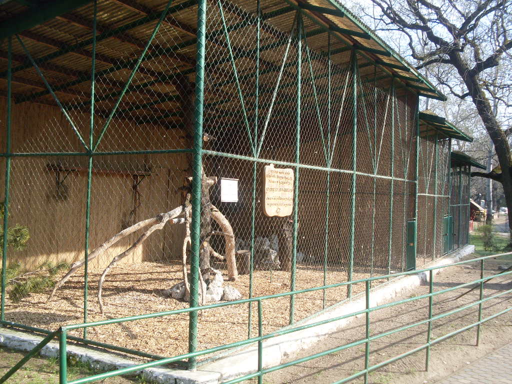 Peregrine falcon exhibit