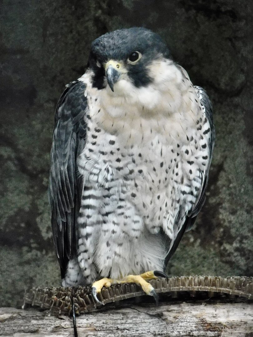 Peregrine Falcon (Falco peregrinus) October 11, 2025