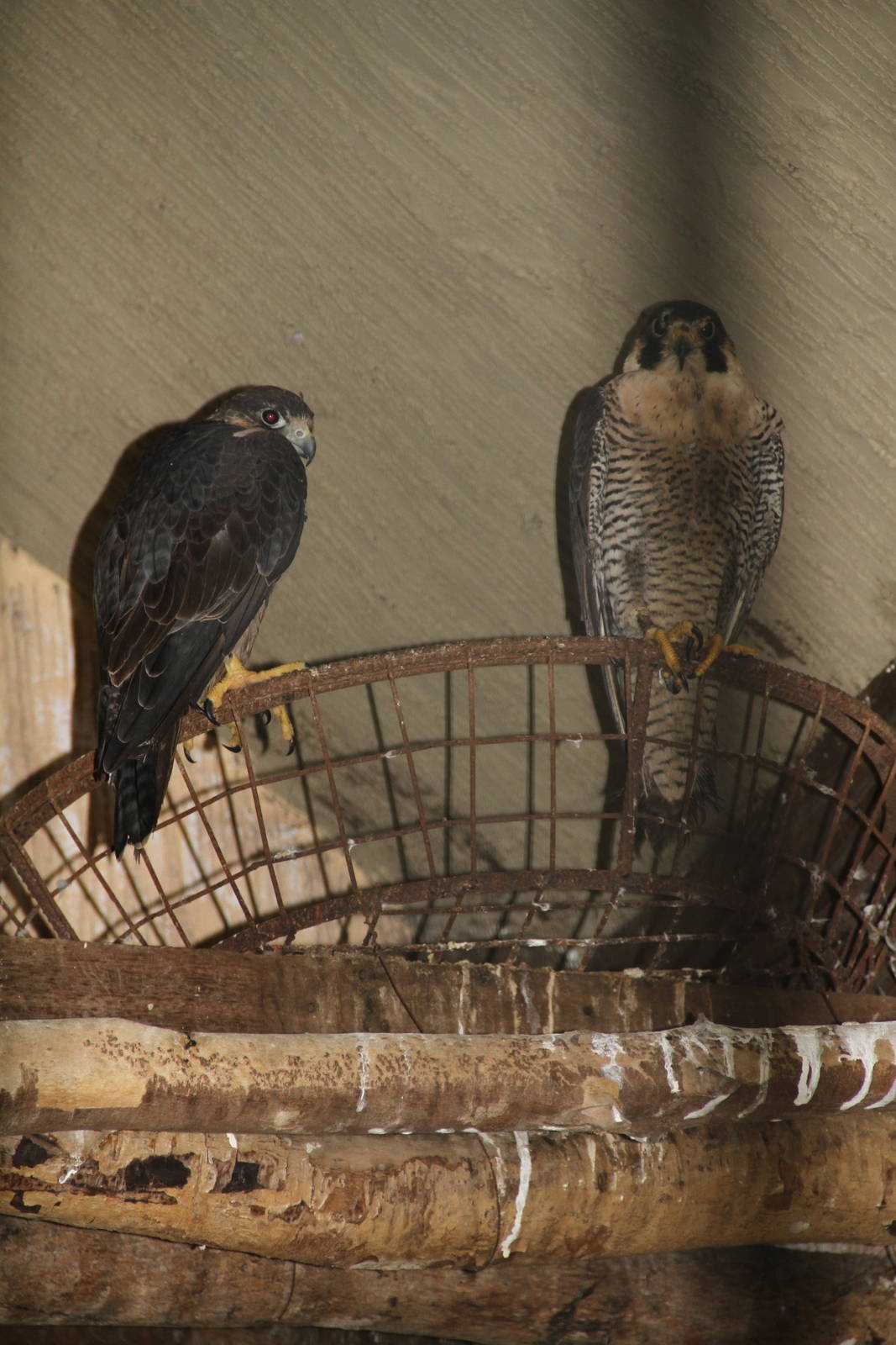 Peregrine Falcon (Falco peregrinus)