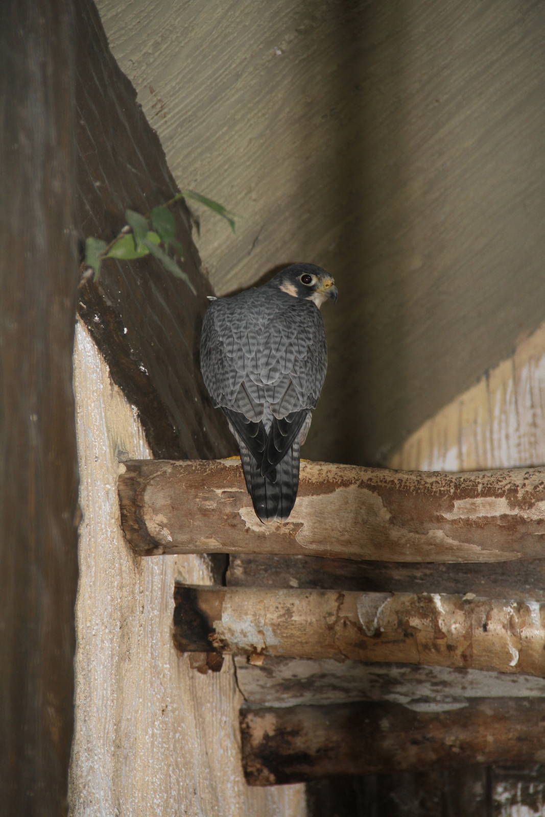Peregrine Falcon (Falco peregrinus)