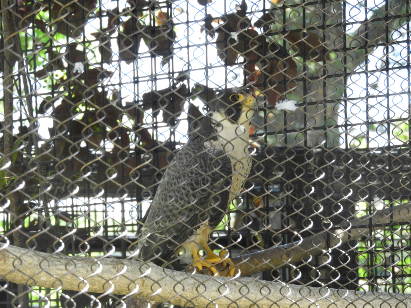 Peregrine Falcon (Falco peregrinus)