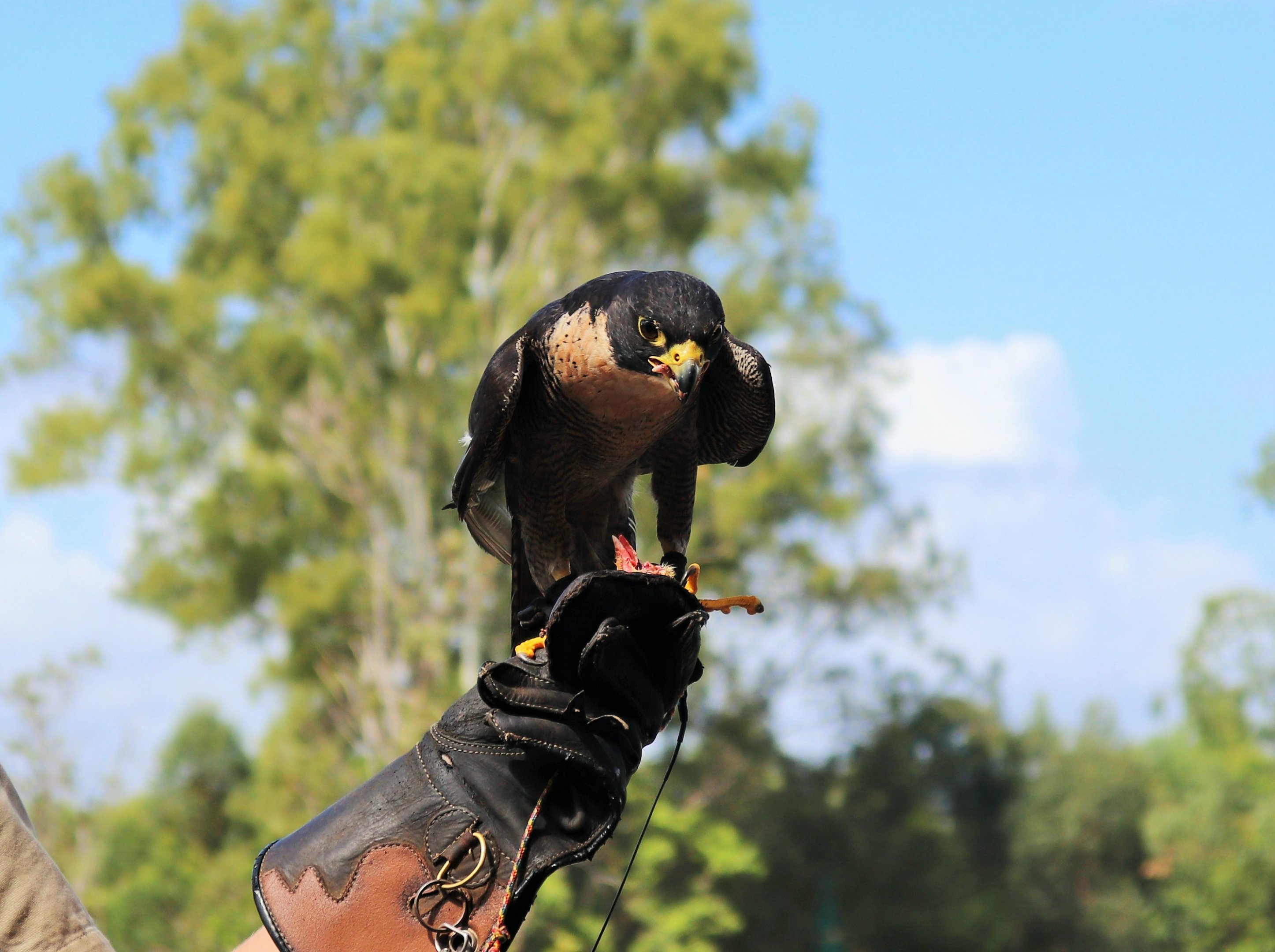 Peregrine Falcon (Falco peregrinus)