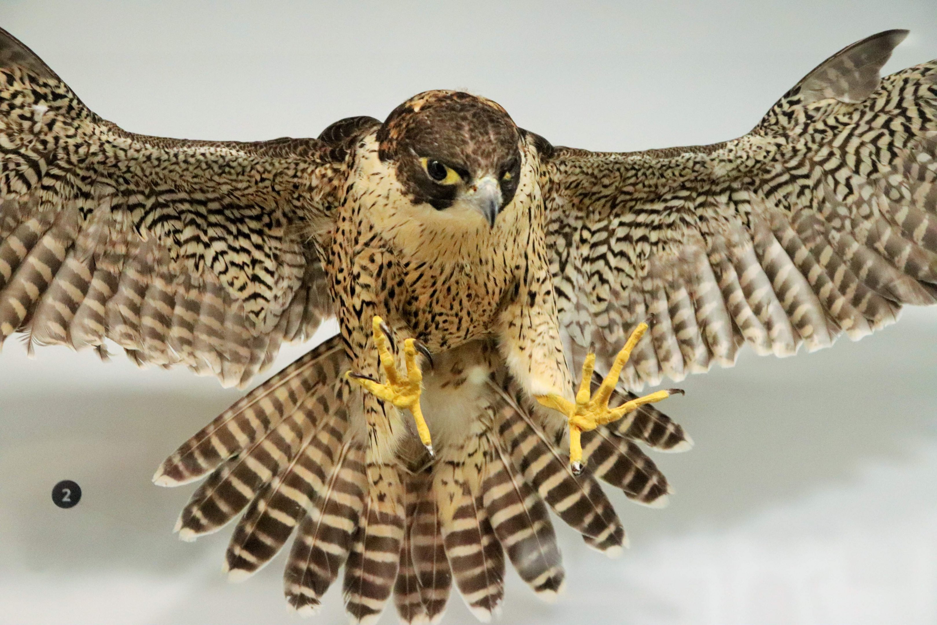 Peregrine Falcon (Falco peregrinus)