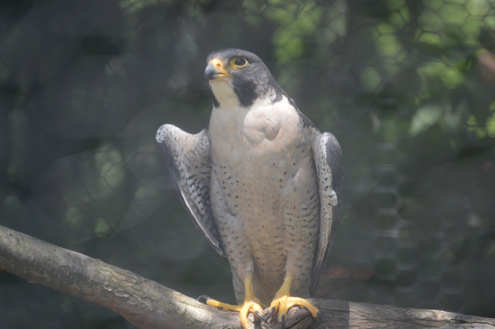Peregrine Falcon (Falco peregrinus)