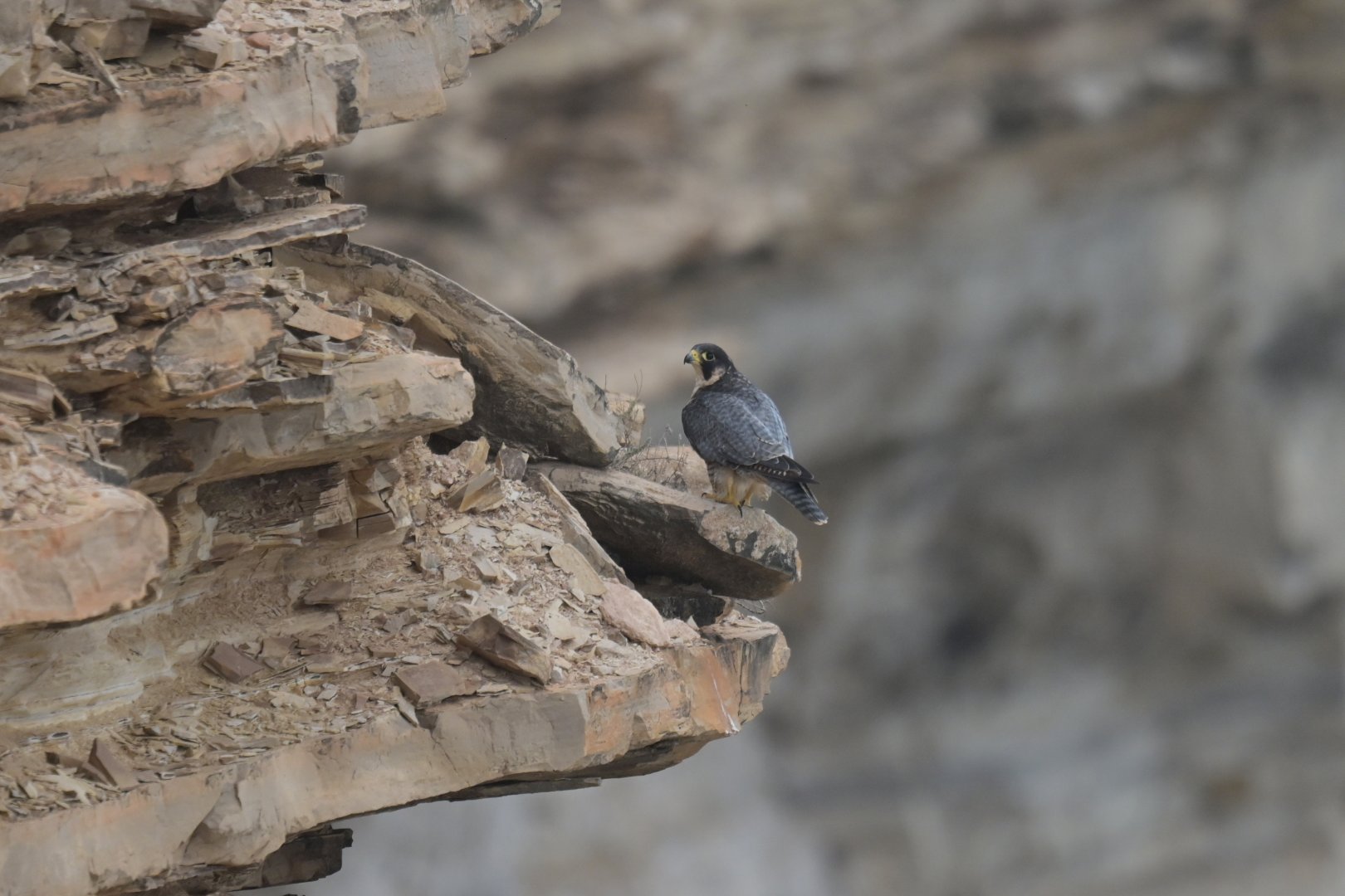 Peregrine Falcon Falco peregrinus