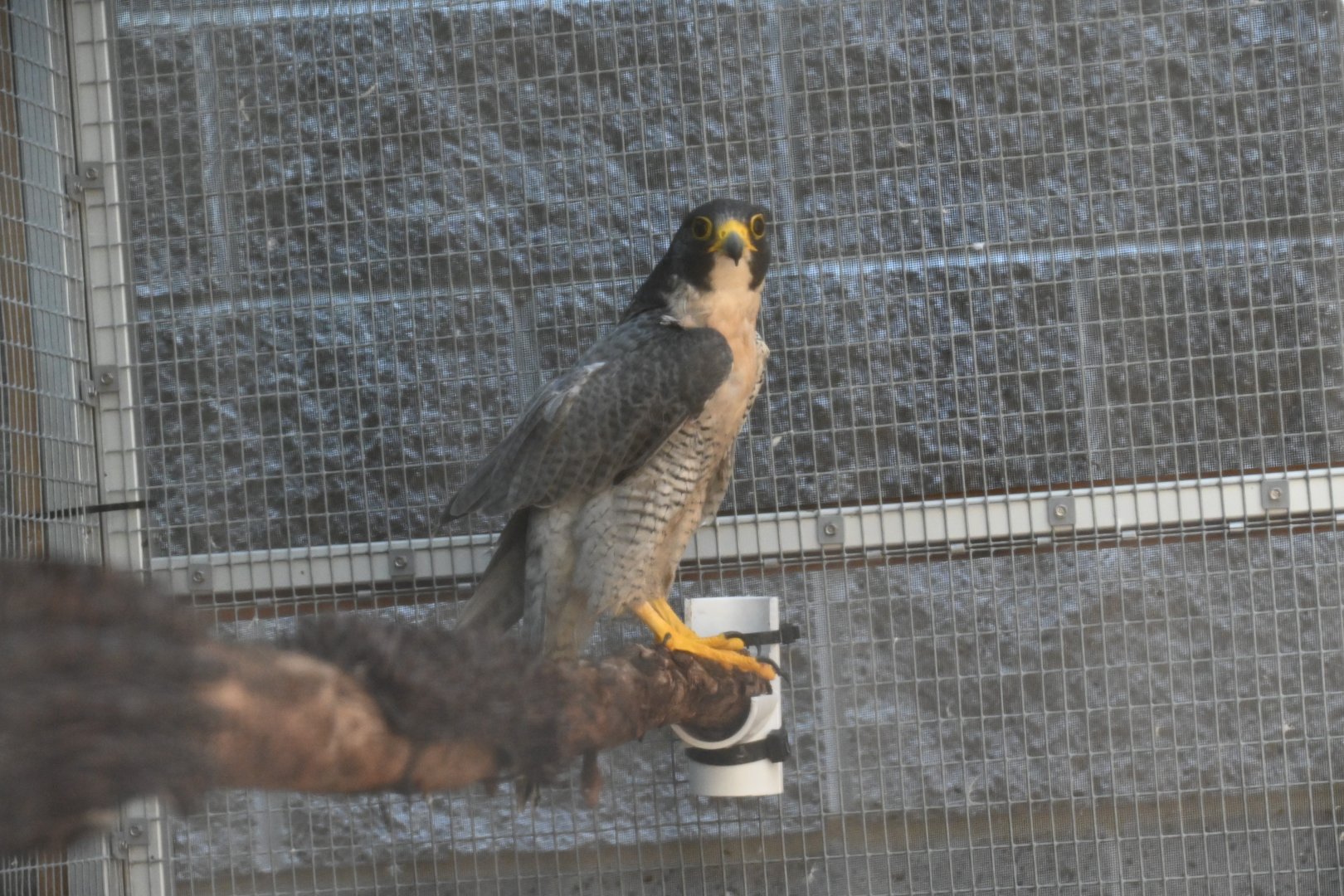 Peregrine falcon (Falco peregrinus)