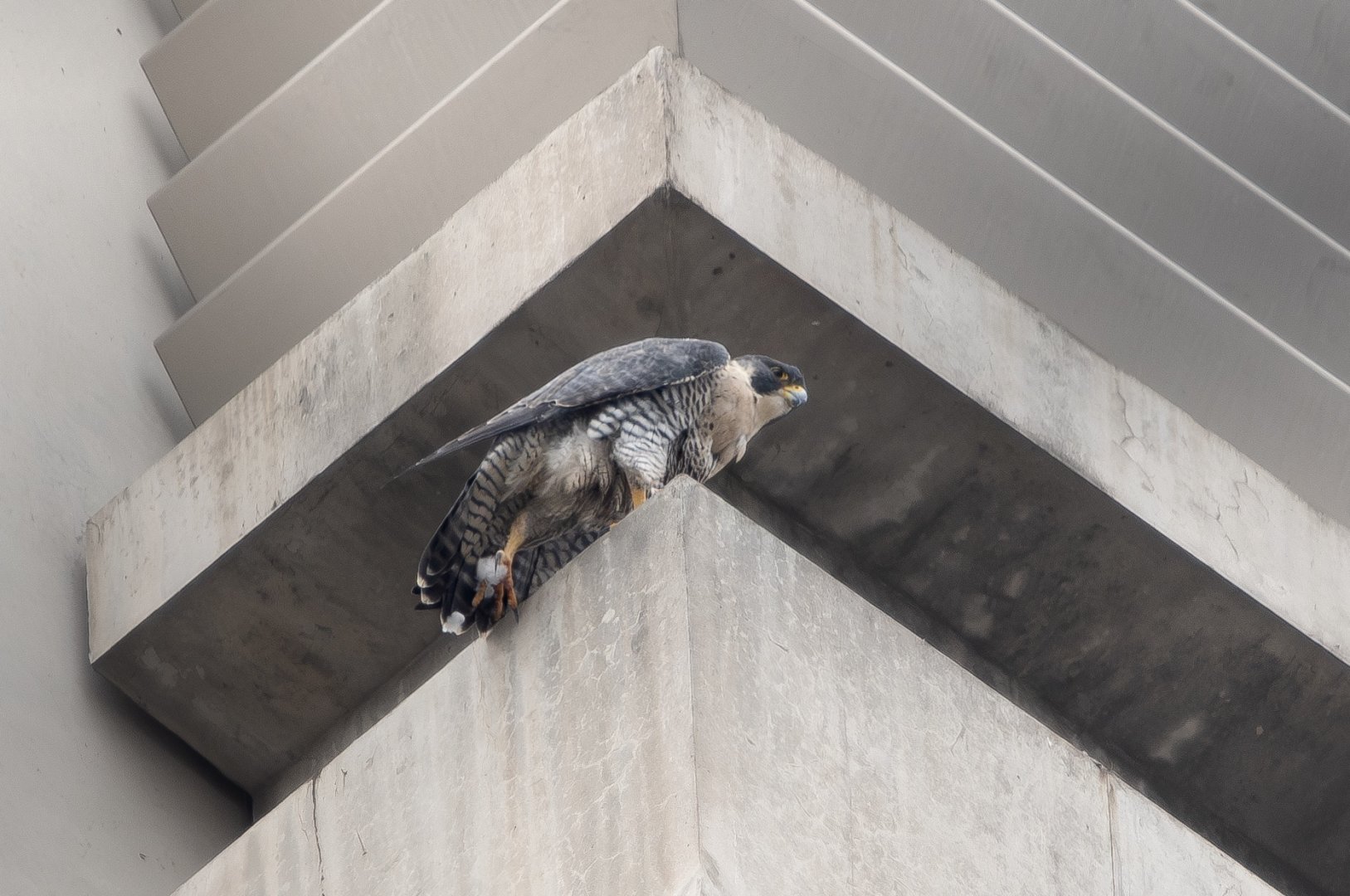 Peregrine Falcon ~ Futako Tamagawa