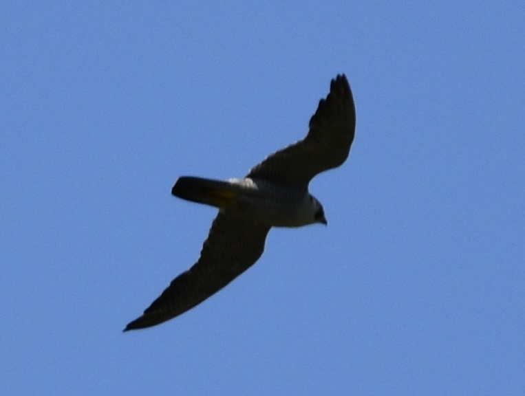 Peregrine Falcon ~ Hakuba