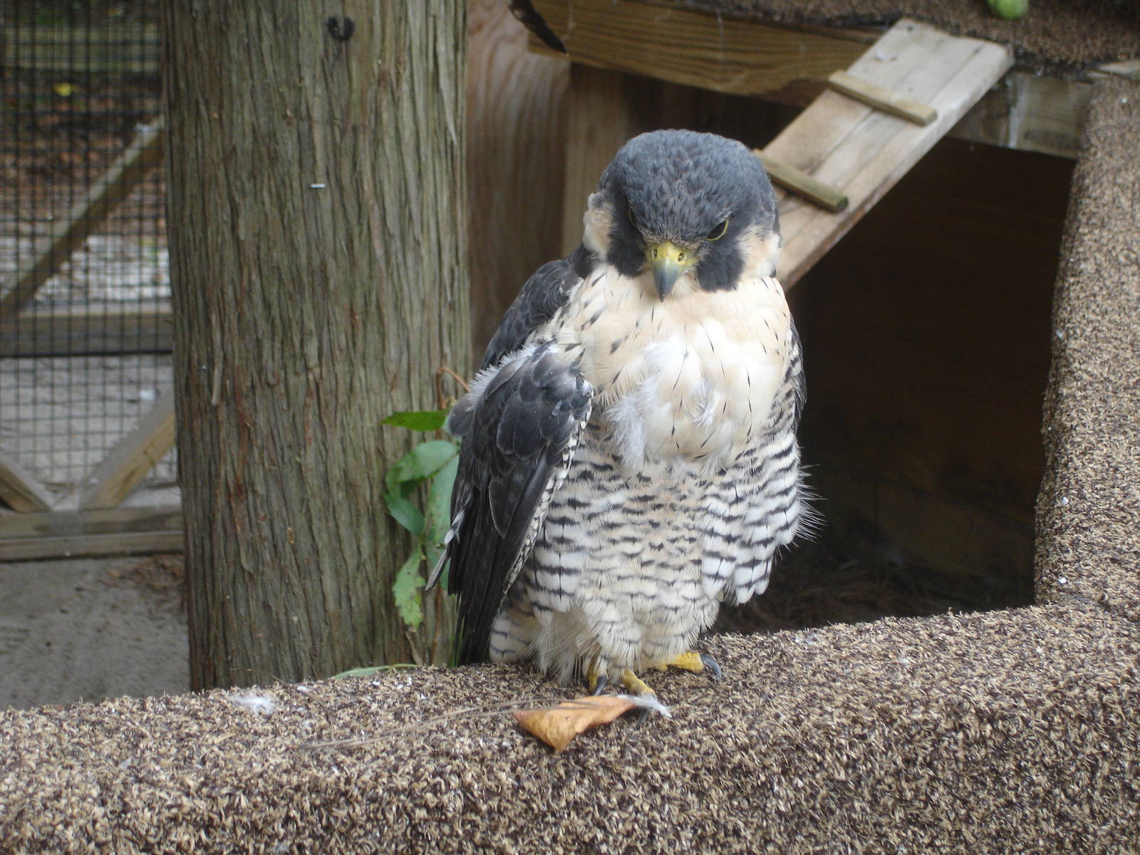 Peregrine Falcon - Halo