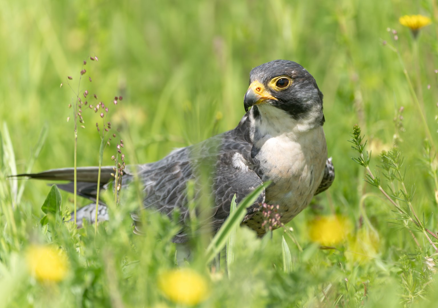 Peregrine falcon, Hawk conservancy trust, UK