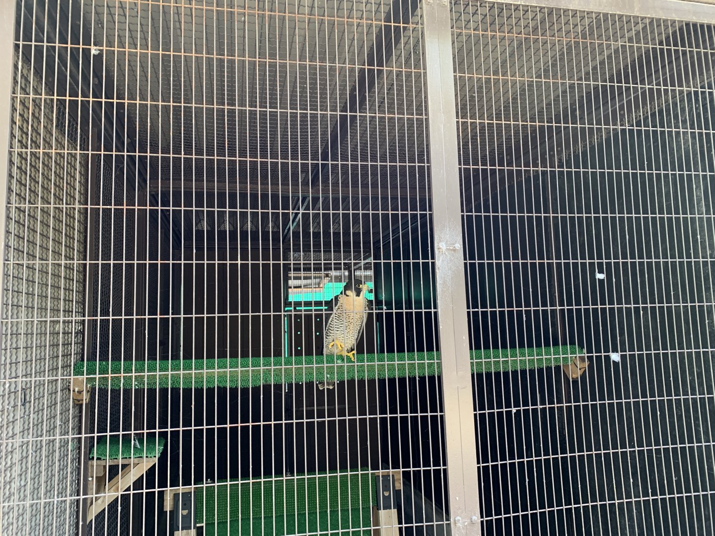 Peregrine Falcon (Himeji City Zoo)