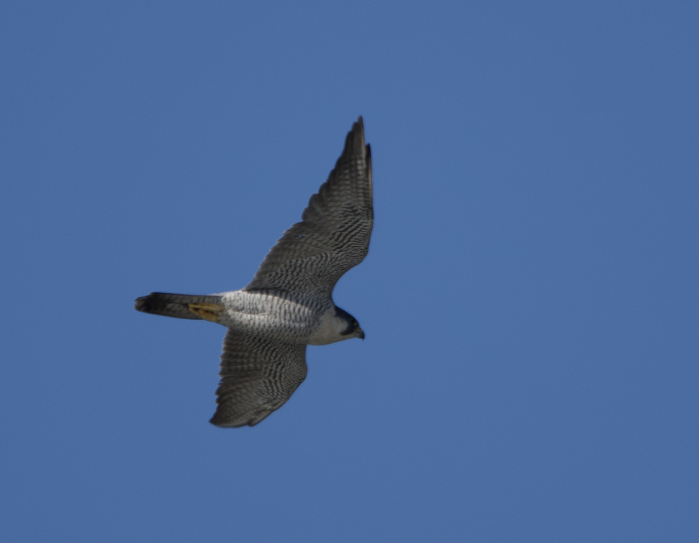 Peregrine Falcon  ~ Kasai Rinkai Park