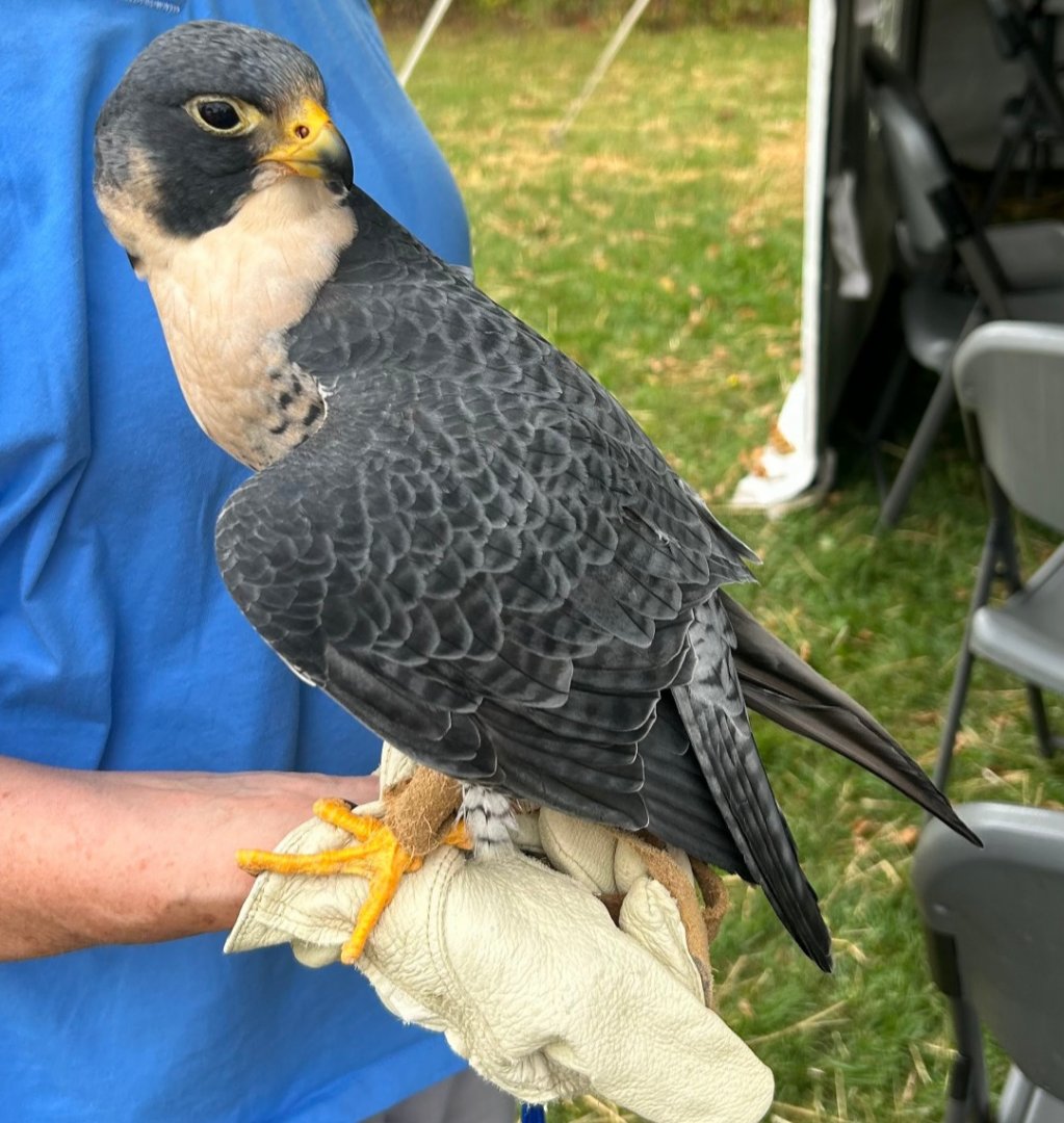 Peregrine Falcon (Lake Erie Metropark Hawkfest, 9/21/25)
