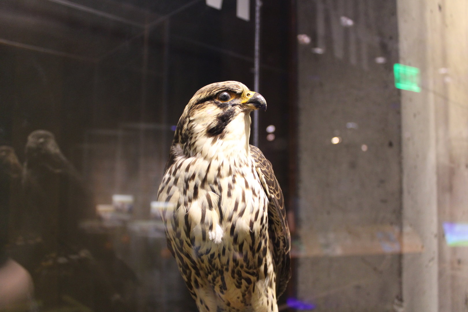 Peregrine Falcon Mount (Falco peregrinus)