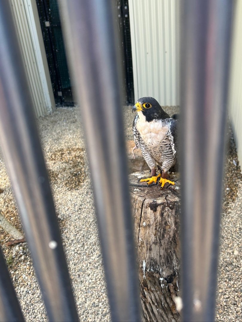 Peregrine Falcon (Outdoor Discovery Center, Holland, MI, 8/8/25)