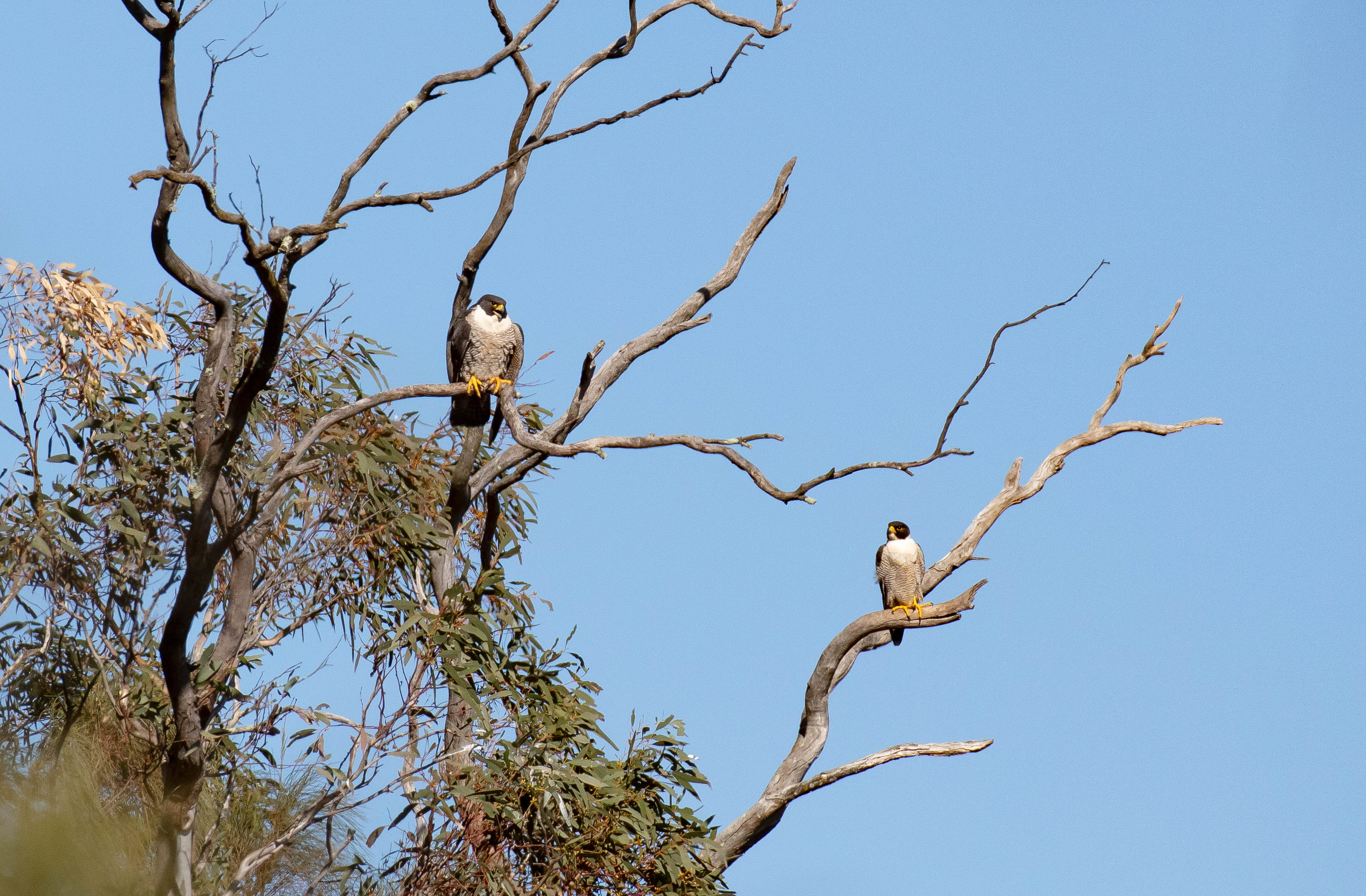 Peregrine Falcon pair