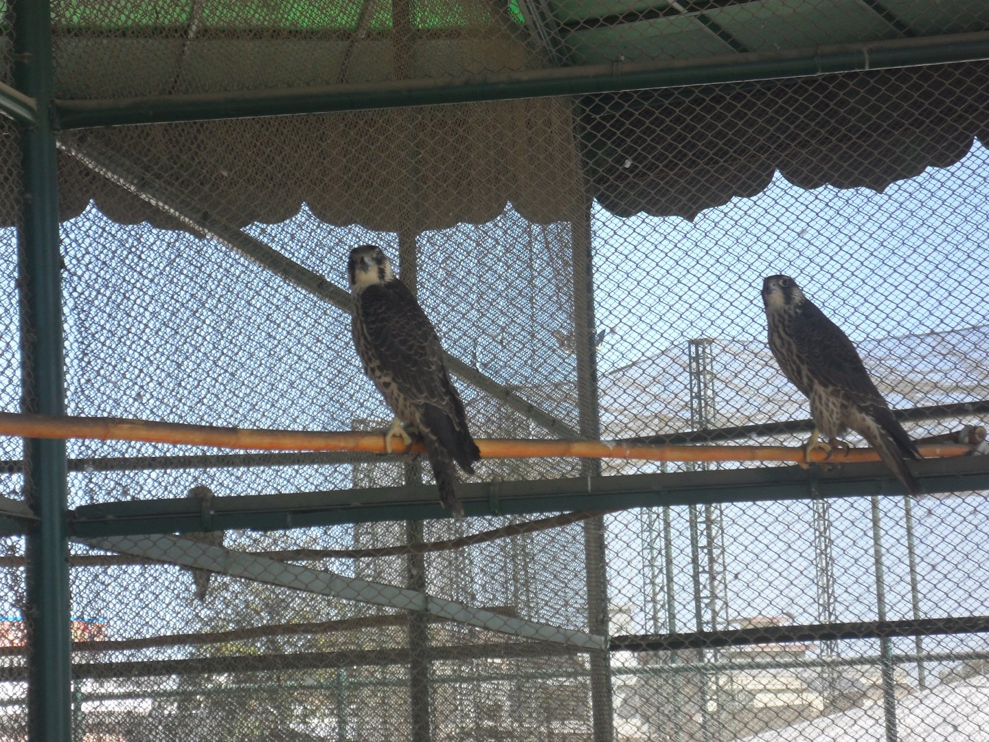 Peregrine falcon - Peshawar zoo 17/2/2018
