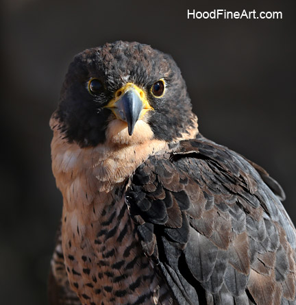 Peregrine falcon portrait