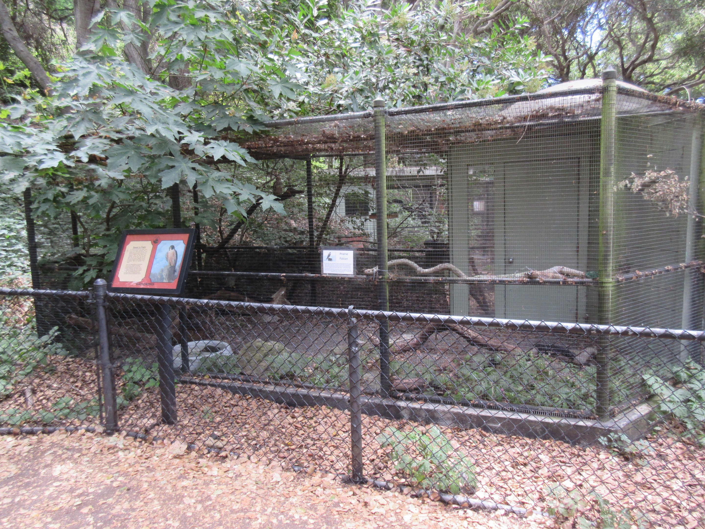 Peregrine Falcon/Prairie Falcon Exhibit