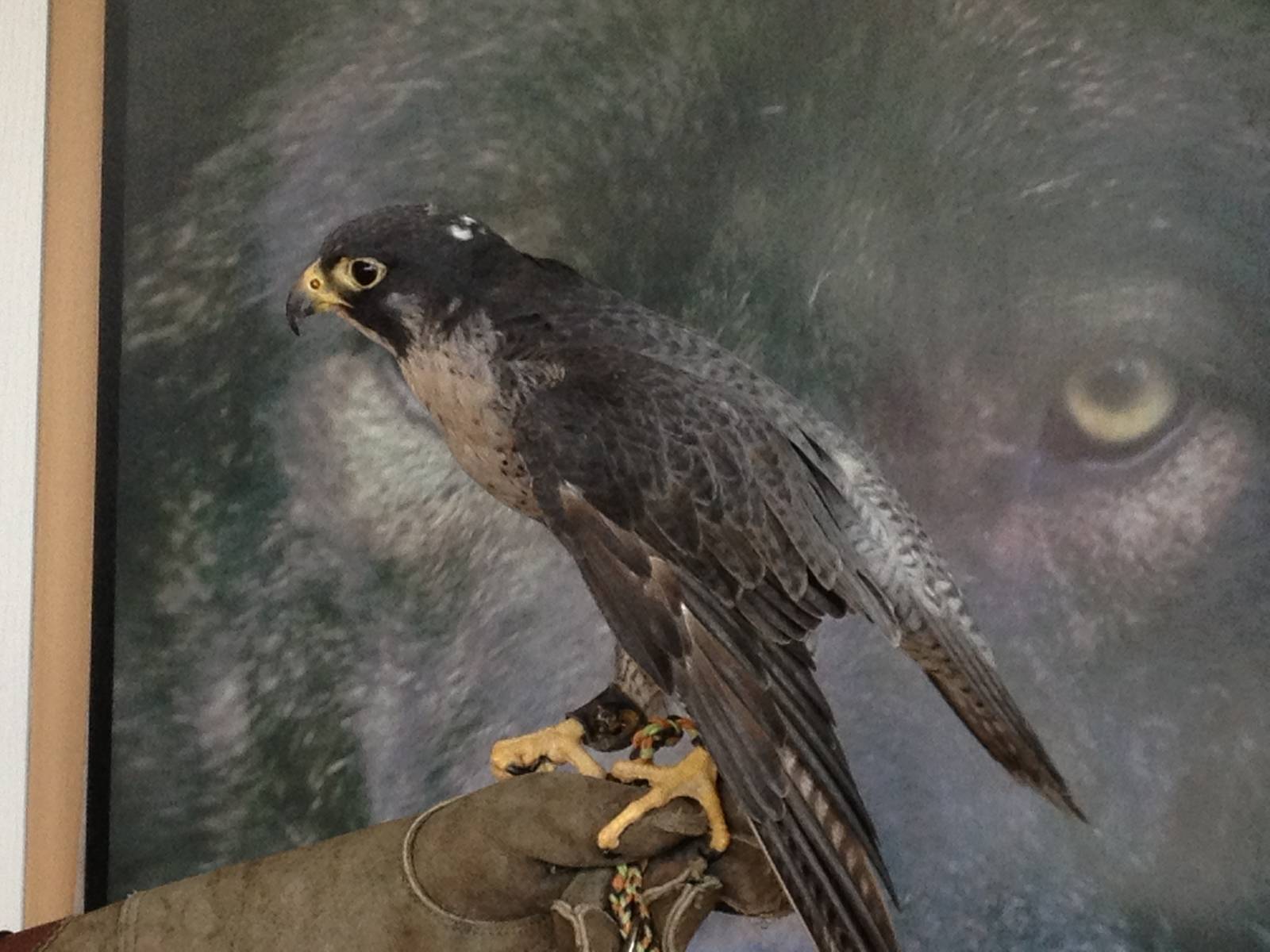 Peregrine Falcon Presentation