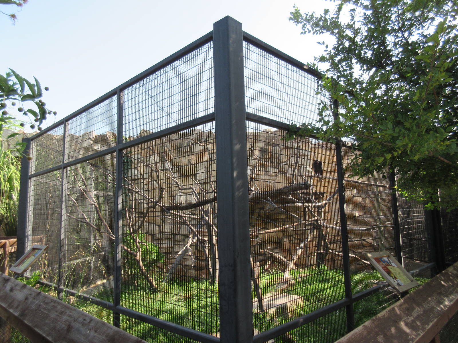 Peregrine Falcon/Red-Tailed Hawk/Swainson's Hawk/Turkey Vulture Exhibit