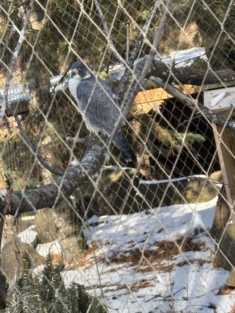 Peregrine Falcon - Seen January 26, 2025