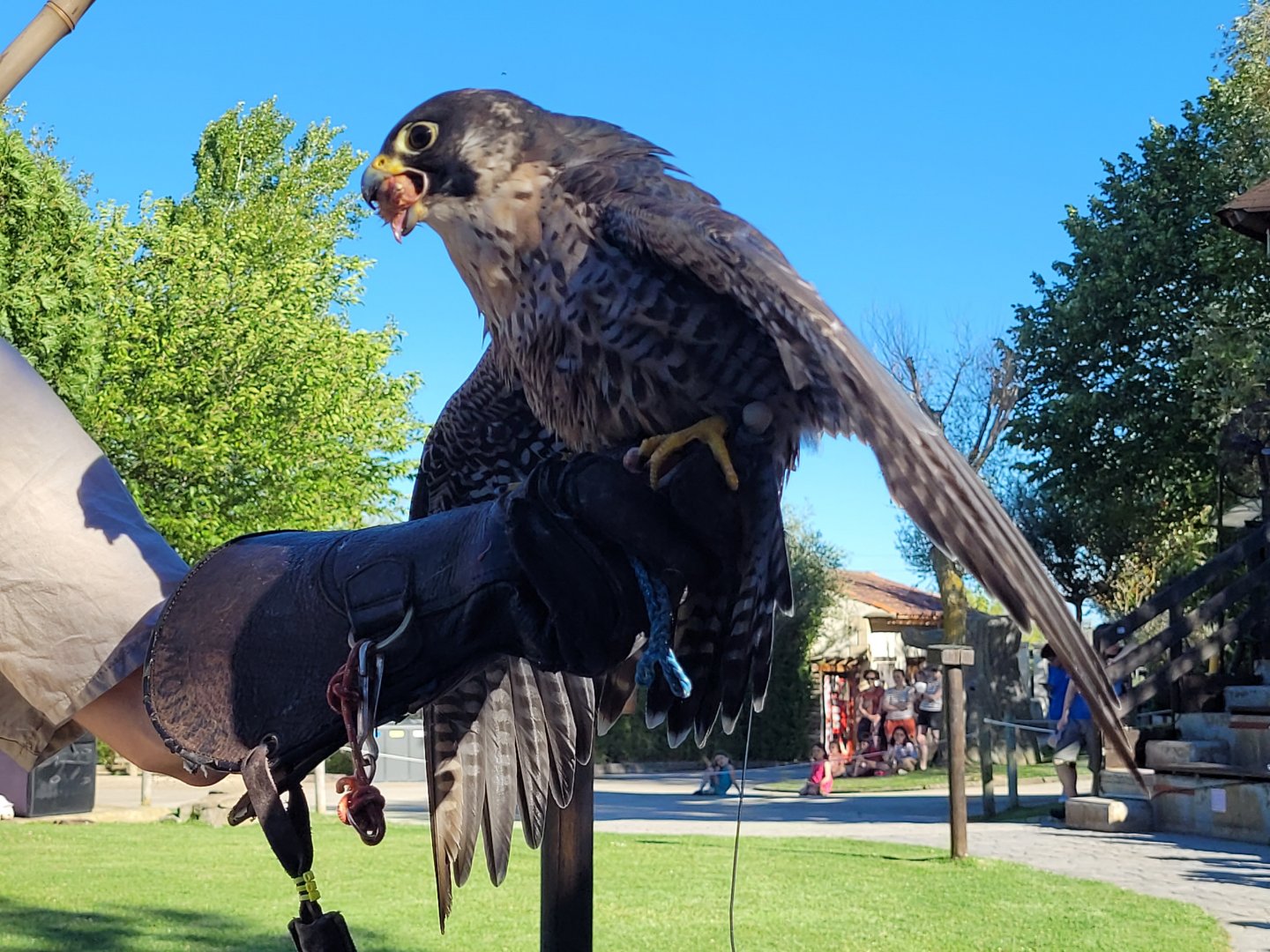 Peregrine falcon -Sendaviva (2024)