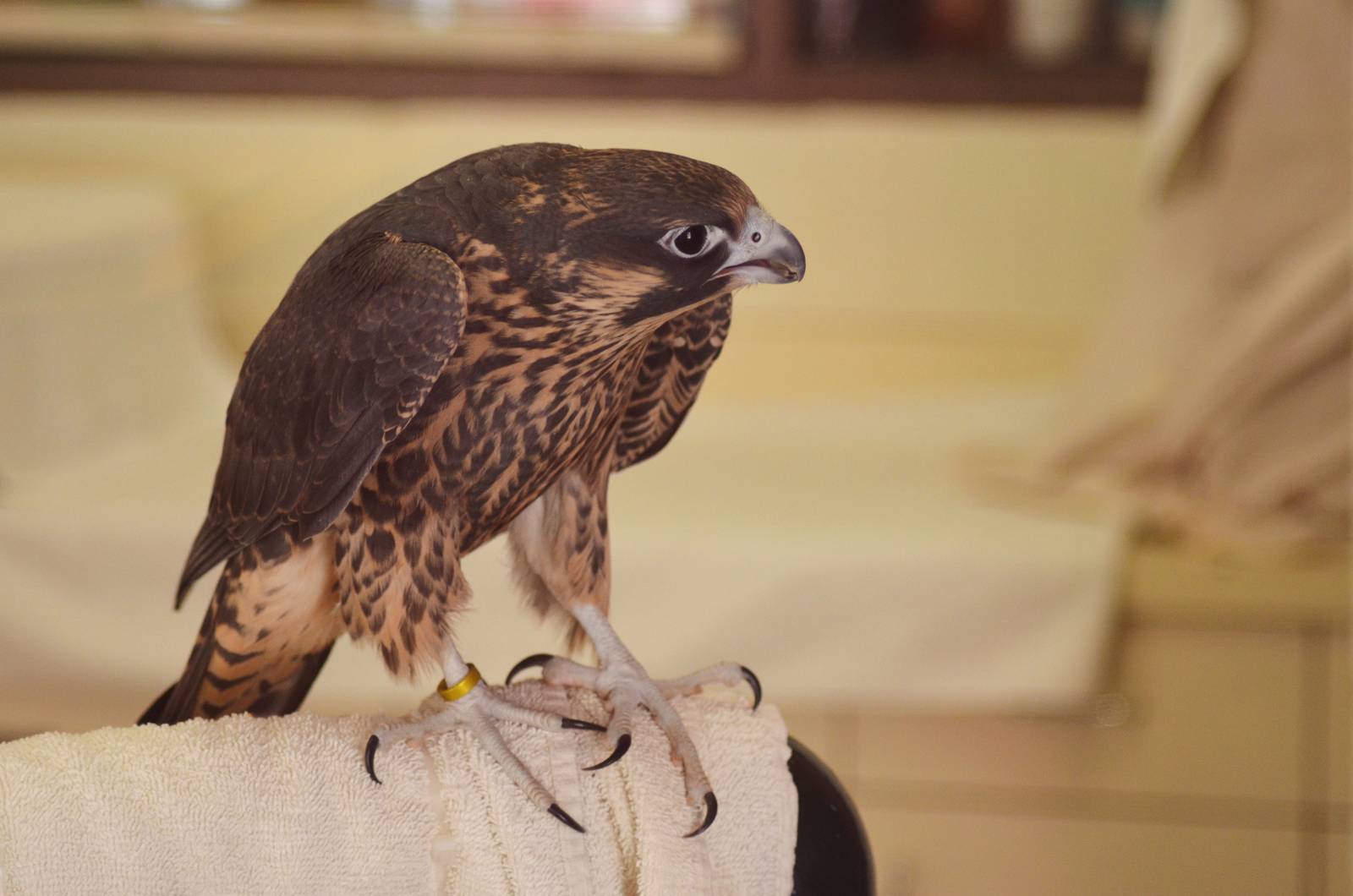 Peregrine Falcon Youngster
